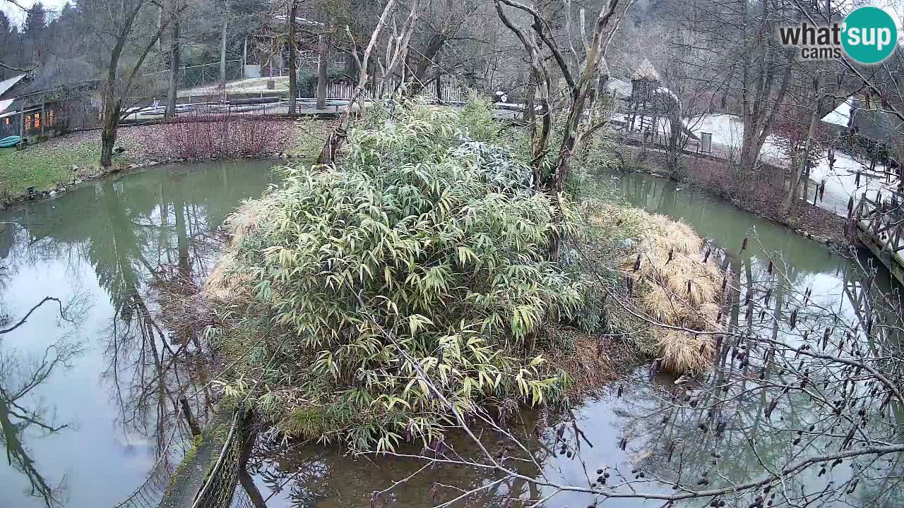 Gibon – Nomascus gabriellae – Zoo Ljubljana web kamera