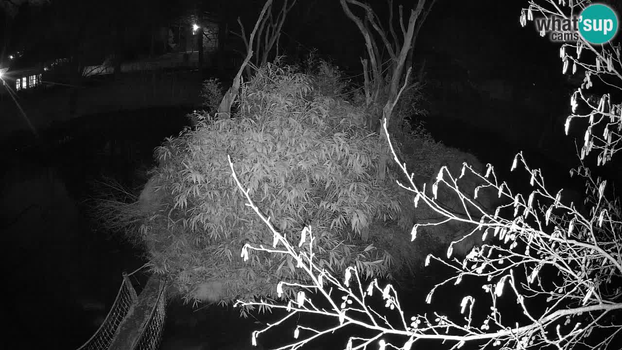 Gibbon à joues jaunes Zoo Ljubljana live cam