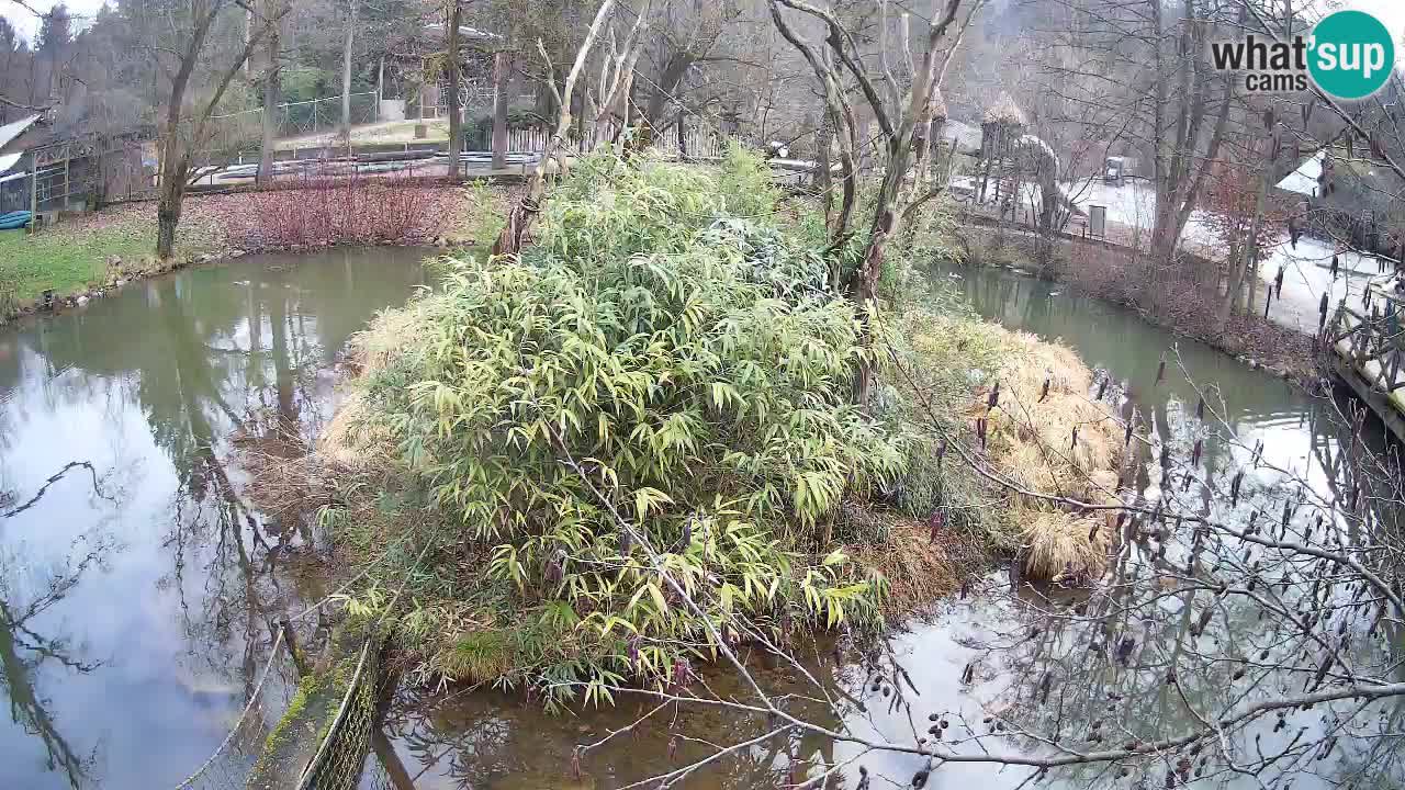 Gibbone dalle guance rosa nello ZOO di Ljubljana
