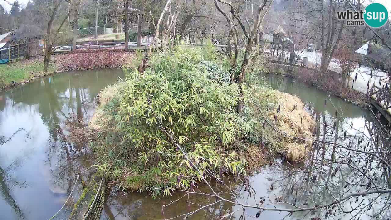 Gibbon à joues jaunes Zoo Ljubljana live cam