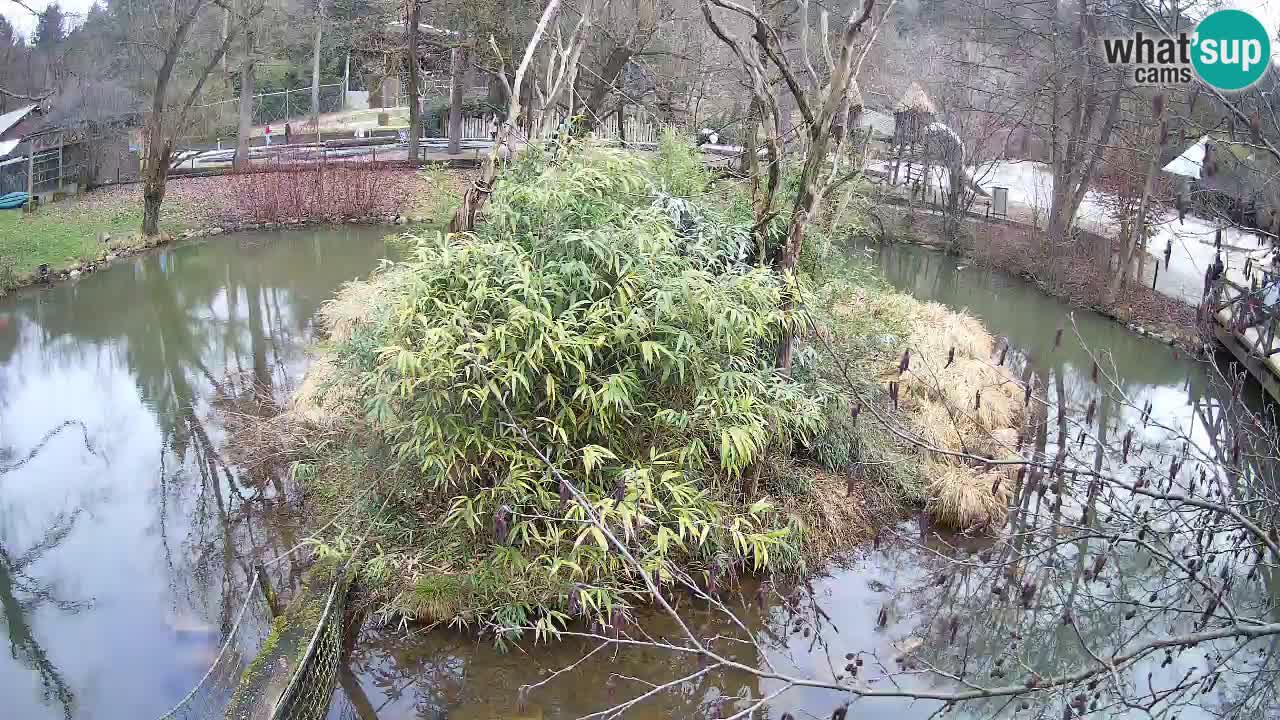 Südlicher Gelbwangen-Schopfgibbon Zoo Ljubljana webcam