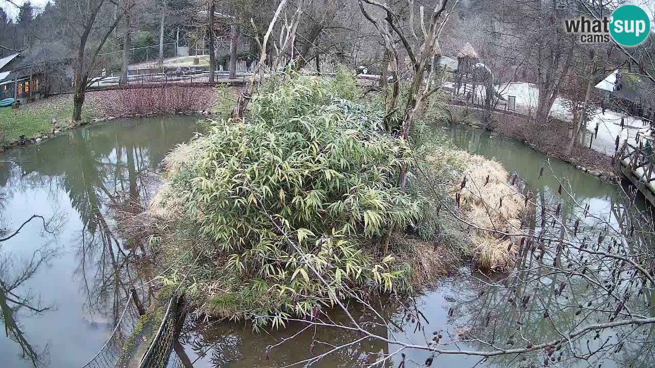 Gibbone dalle guance rosa nello ZOO di Ljubljana
