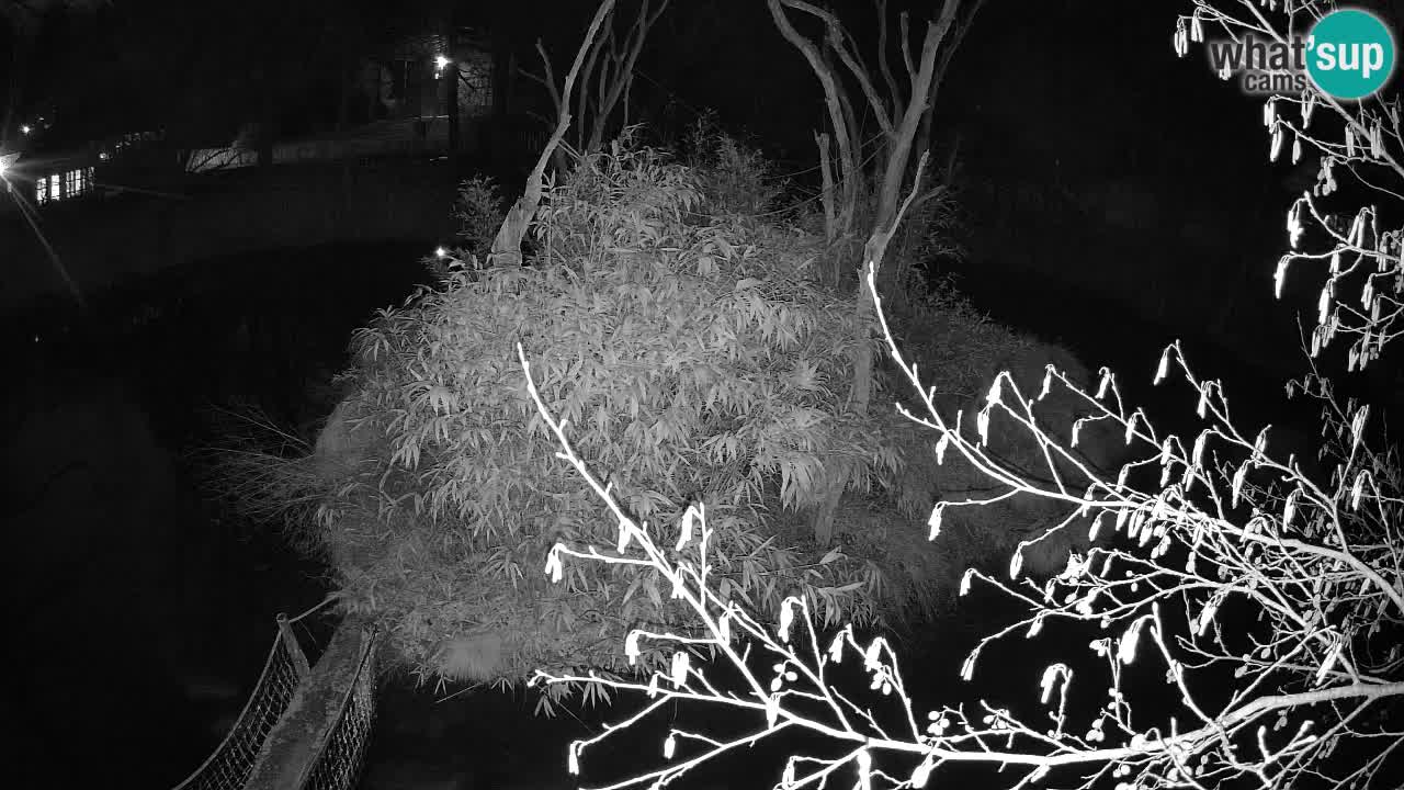 Yellow-cheeked gibbon Zoo Ljubljana livecam