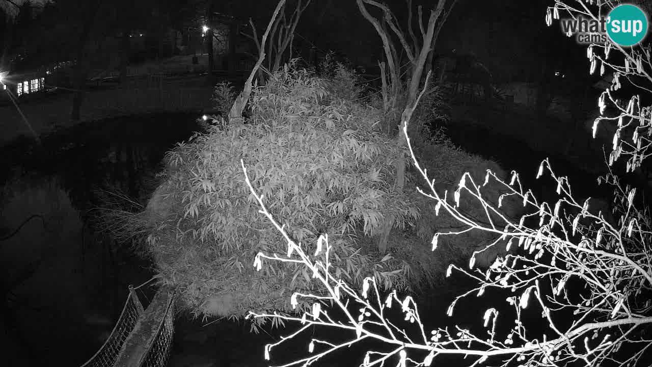 Gibbone dalle guance rosa nello ZOO di Ljubljana