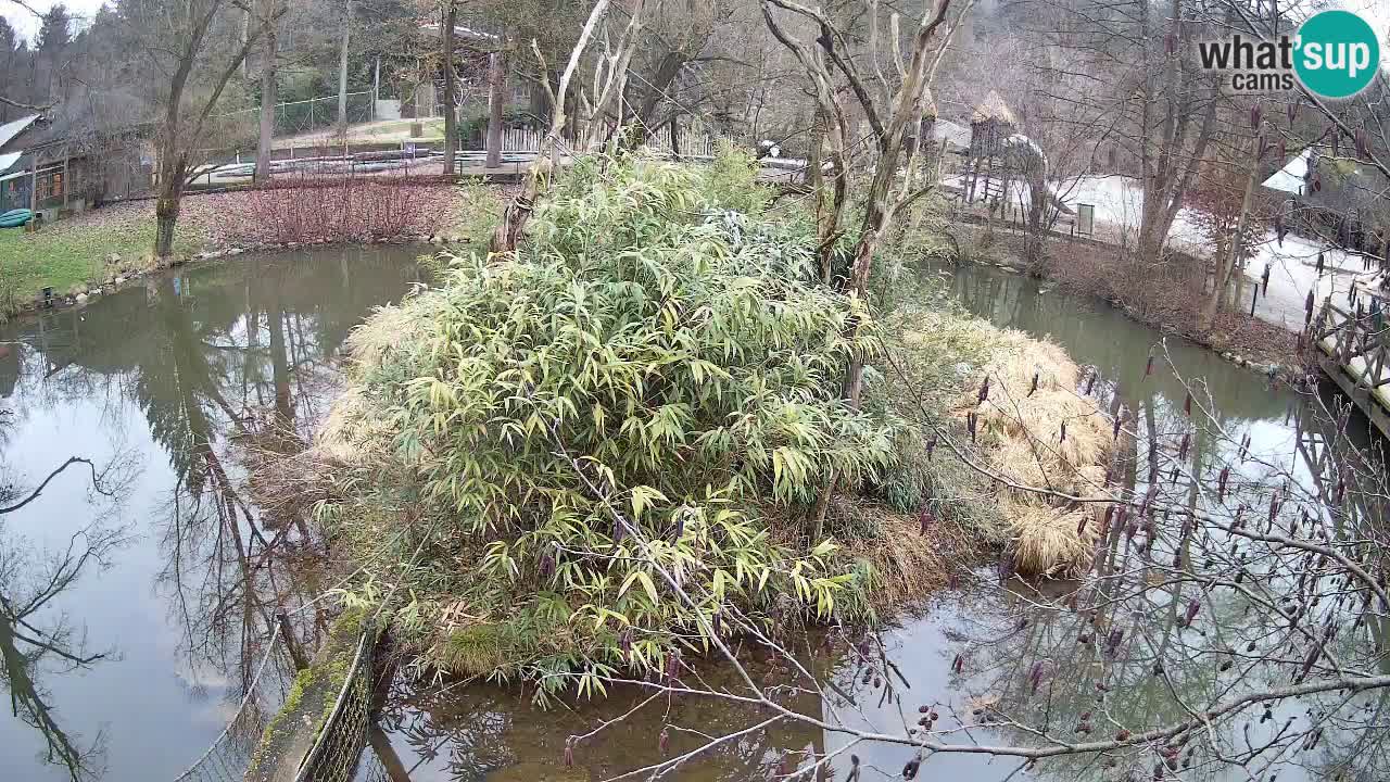 Gibbon à joues jaunes Zoo Ljubljana live cam