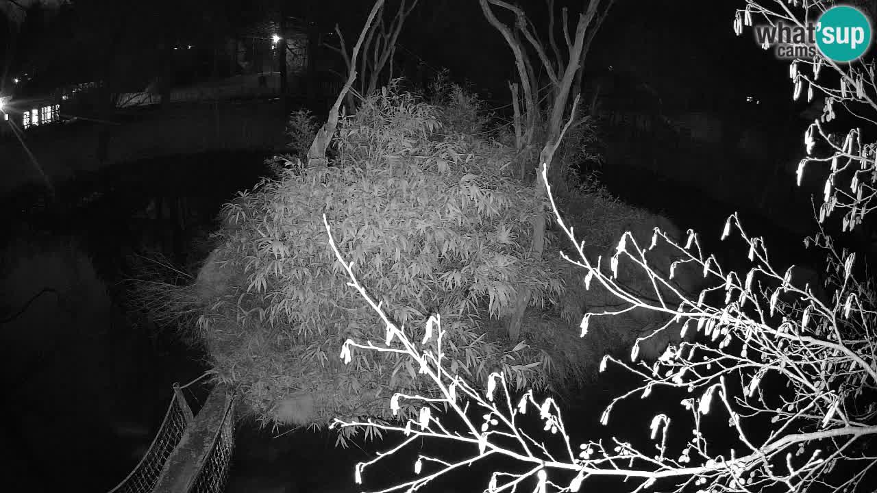 Yellow-cheeked gibbon Zoo Ljubljana livecam