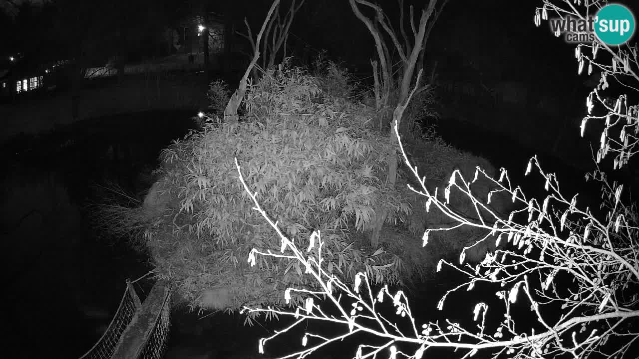 Gibbon à joues jaunes Zoo Ljubljana live cam