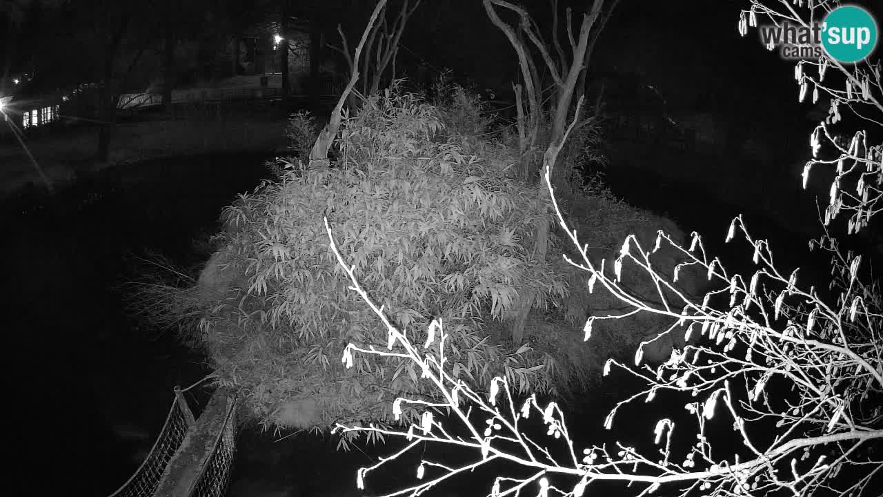 Gibbon à joues jaunes Zoo Ljubljana live cam