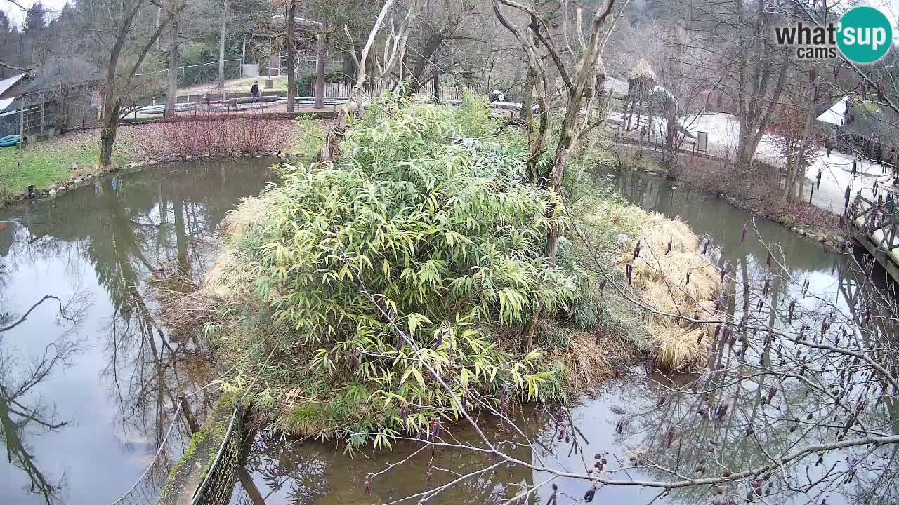 Gibon – Nomascus gabriellae – Zoo Ljubljana web kamera