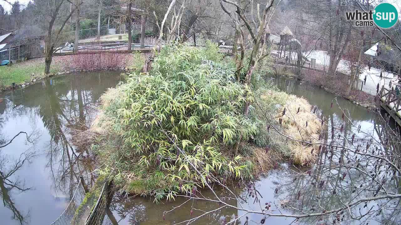 Südlicher Gelbwangen-Schopfgibbon Zoo Ljubljana webcam