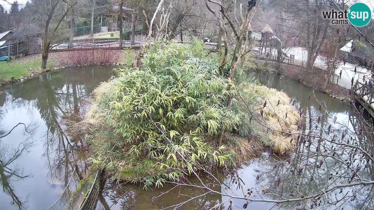 Südlicher Gelbwangen-Schopfgibbon Zoo Ljubljana webcam