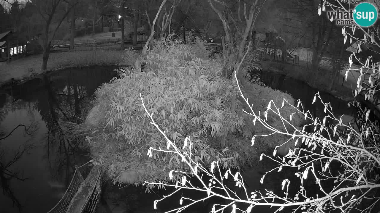 Südlicher Gelbwangen-Schopfgibbon Zoo Ljubljana webcam