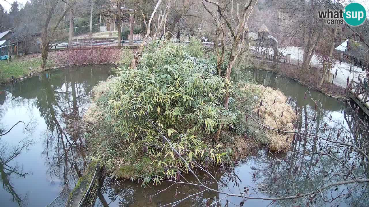 Gibon – Nomascus gabriellae – Zoo Ljubljana web kamera