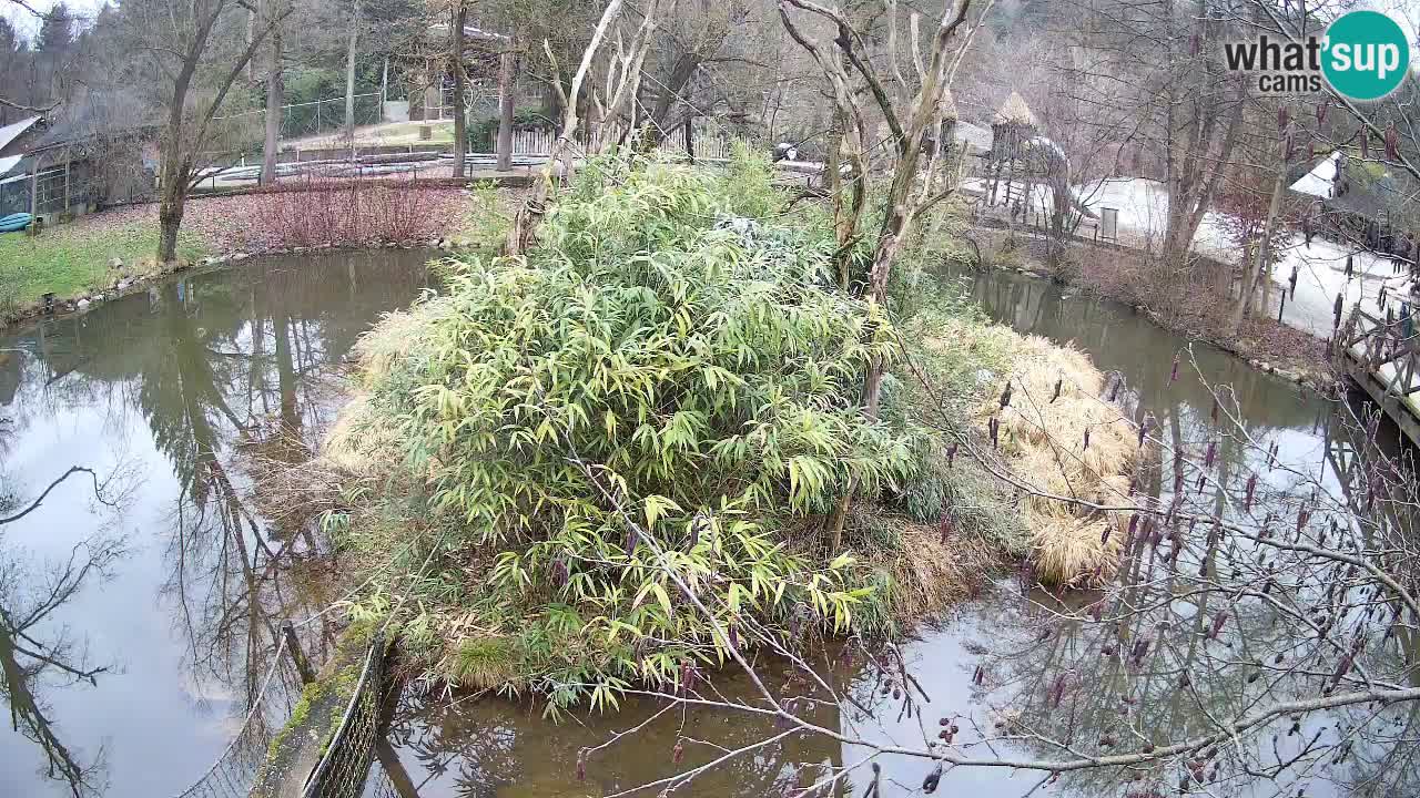 Yellow-cheeked gibbon Zoo Ljubljana livecam