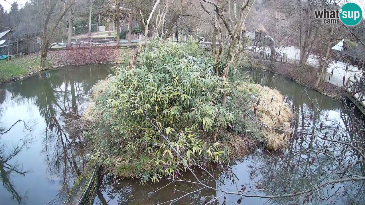 Südlicher Gelbwangen-Schopfgibbon Zoo Ljubljana webcam