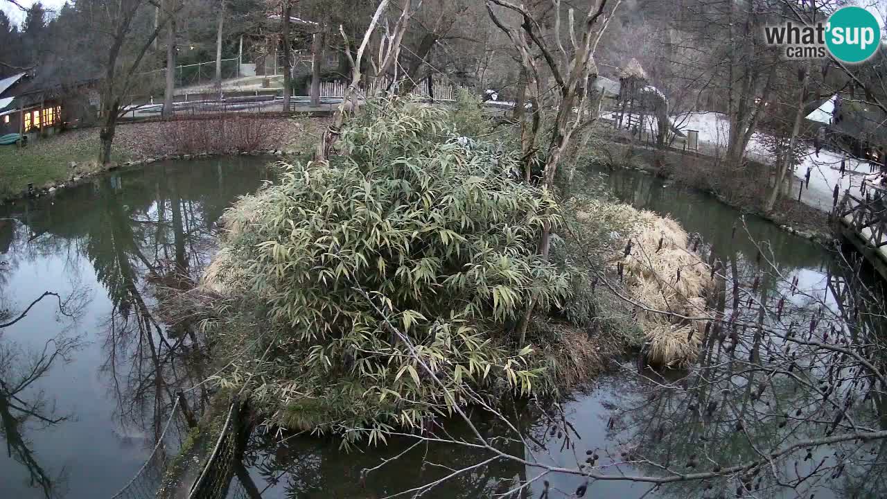 Gibon – Nomascus gabriellae – Zoo Ljubljana web kamera