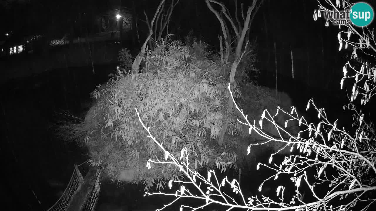 Gibbon à joues jaunes Zoo Ljubljana live cam