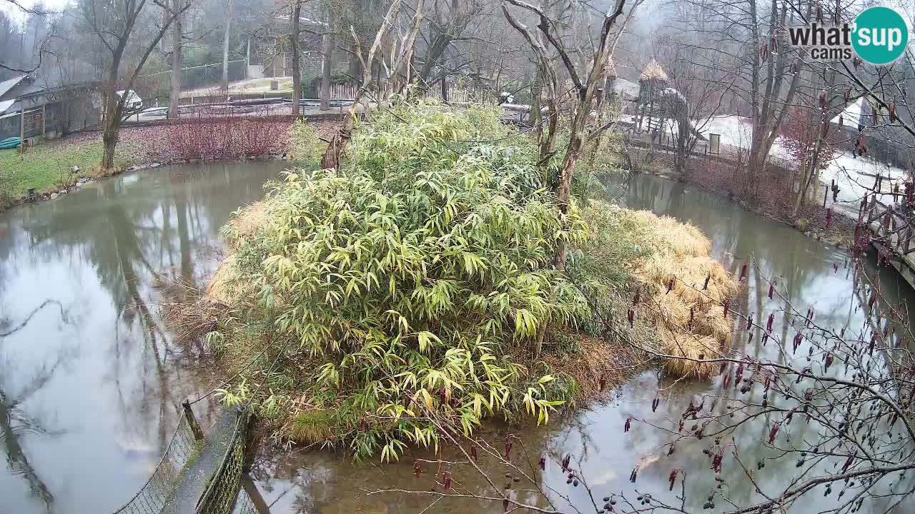 Gibón de mejillas beige Zoo Ljubljana