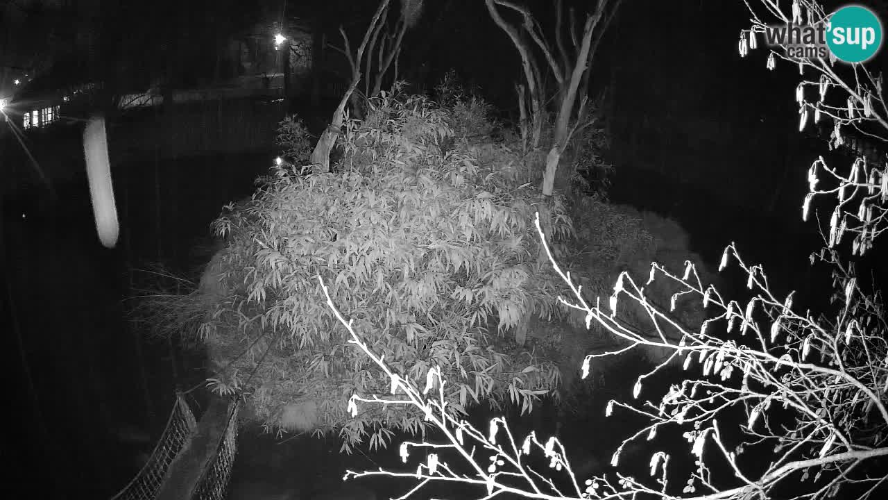 Südlicher Gelbwangen-Schopfgibbon Zoo Ljubljana webcam