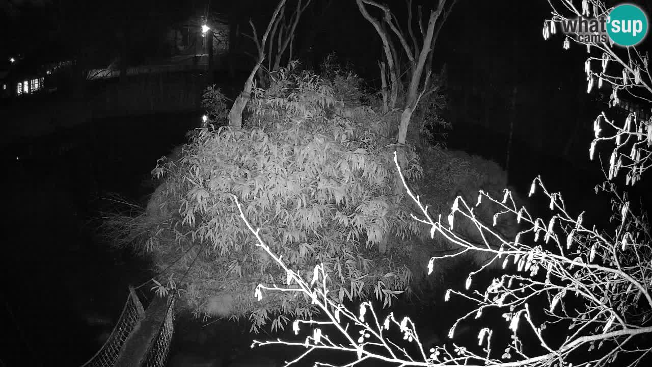 Gibbon à joues jaunes Zoo Ljubljana live cam