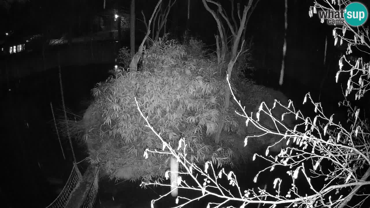 Zlatolični gibon živalski vrt Ljubljana