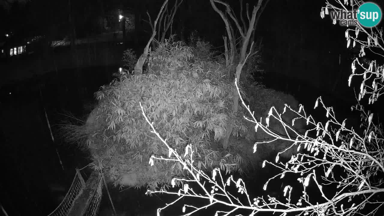 Gibbon à joues jaunes Zoo Ljubljana live cam