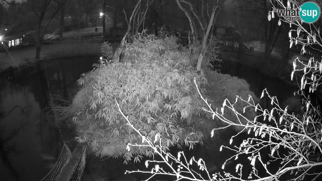 Gibbon à joues jaunes Zoo Ljubljana live cam