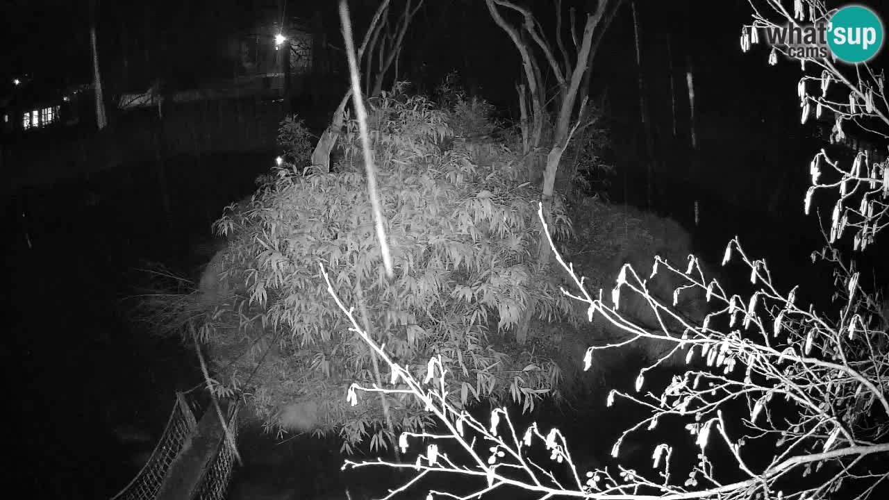 Yellow-cheeked gibbon Zoo Ljubljana livecam