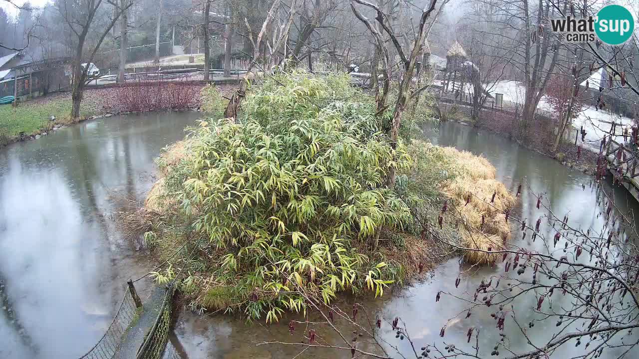 Gibbon à joues jaunes Zoo Ljubljana live cam