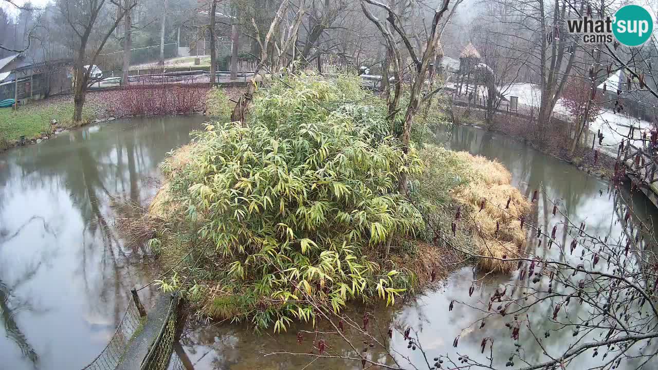 Zlatolični gibon živalski vrt Ljubljana