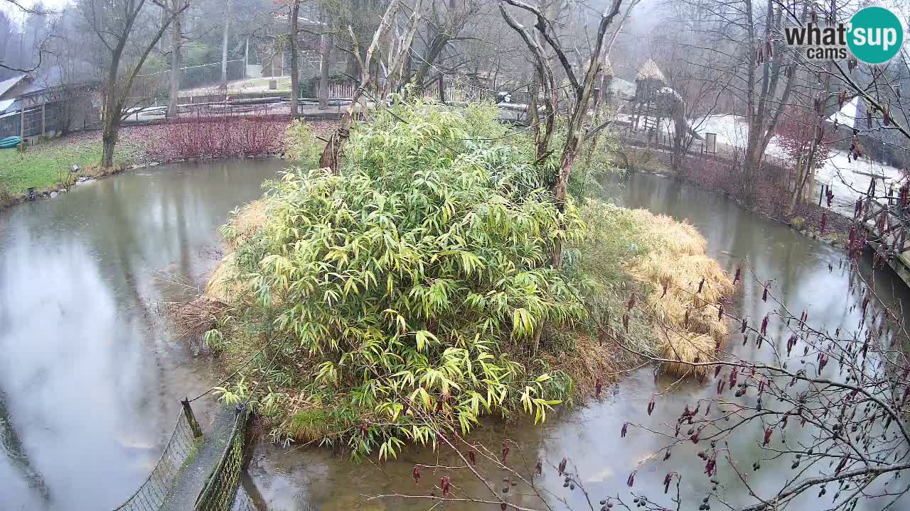 Gibon – Nomascus gabriellae – Zoo Ljubljana web kamera
