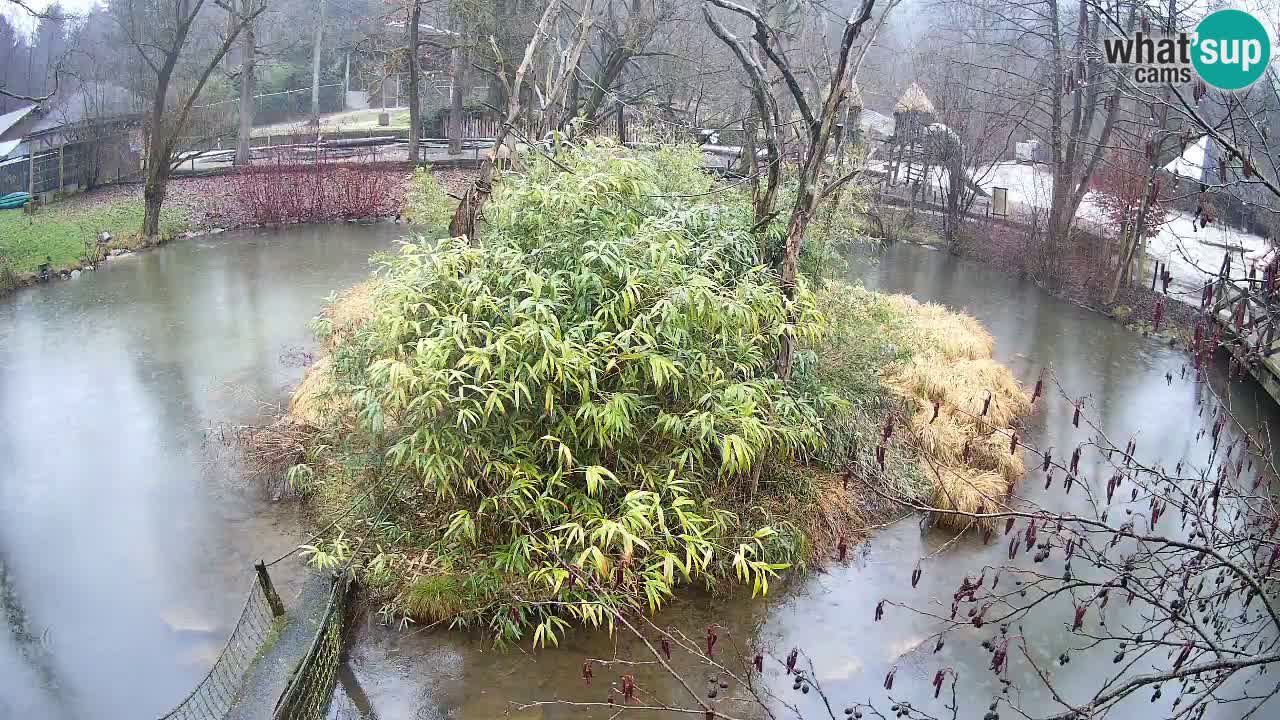 Gibon – Nomascus gabriellae – Zoo Ljubljana web kamera