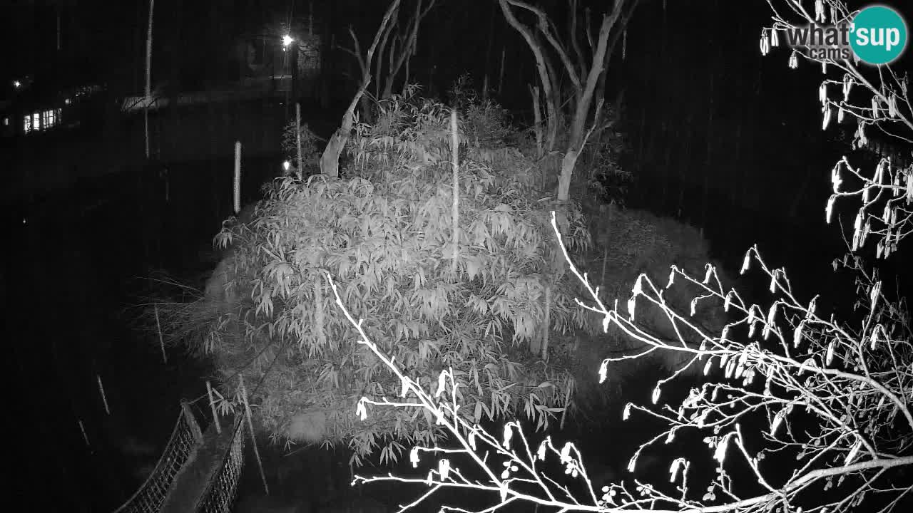 Zlatolični gibon živalski vrt Ljubljana