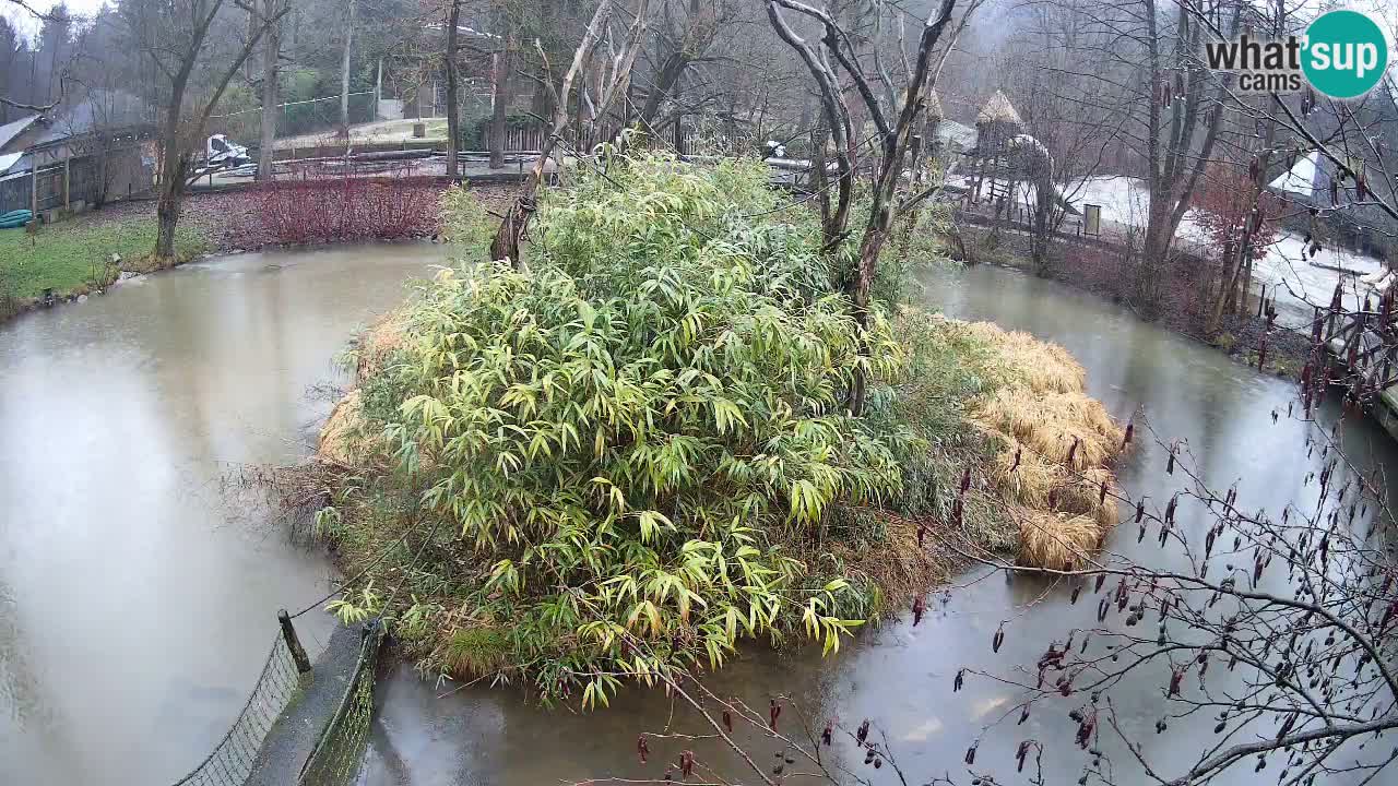 Yellow-cheeked gibbon Zoo Ljubljana livecam