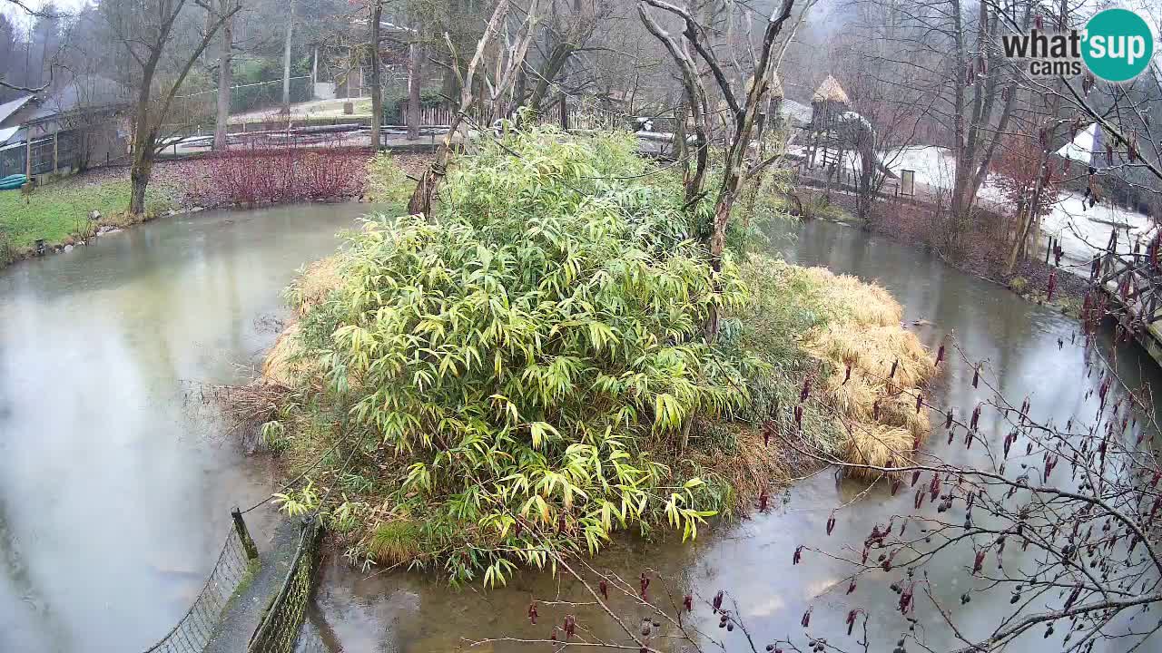 Yellow-cheeked gibbon Zoo Ljubljana livecam