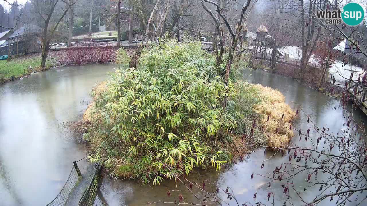 Gibón de mejillas beige Zoo Ljubljana
