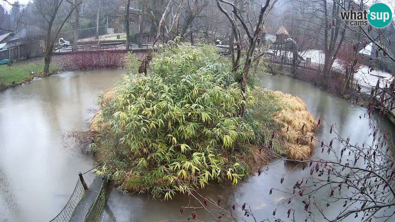 Gibón de mejillas beige Zoo Ljubljana