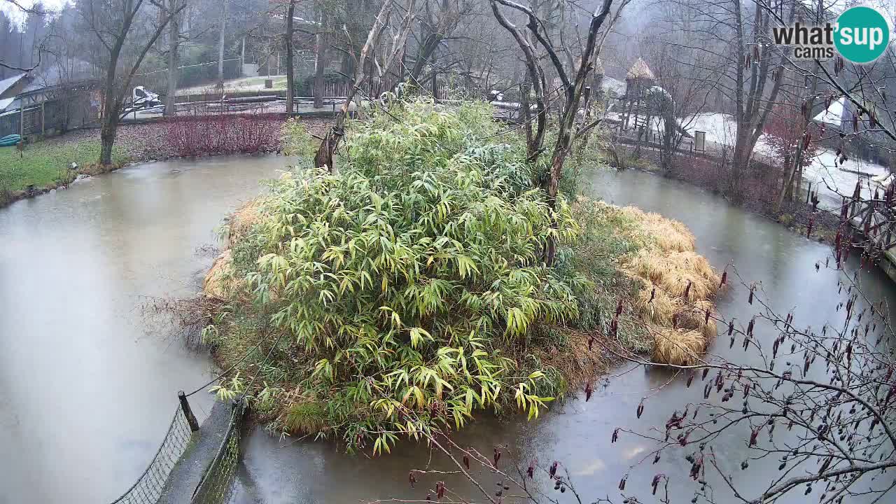 Yellow-cheeked gibbon Zoo Ljubljana livecam