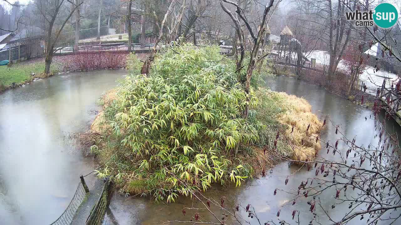 Yellow-cheeked gibbon Zoo Ljubljana livecam
