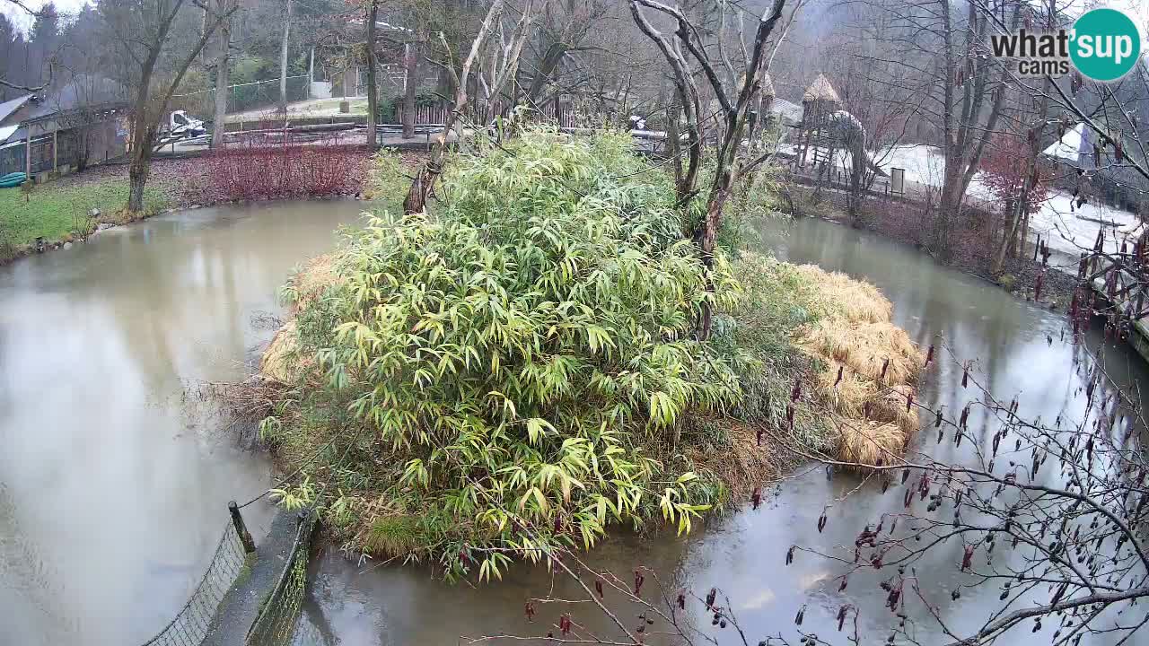 Gibón de mejillas beige Zoo Ljubljana