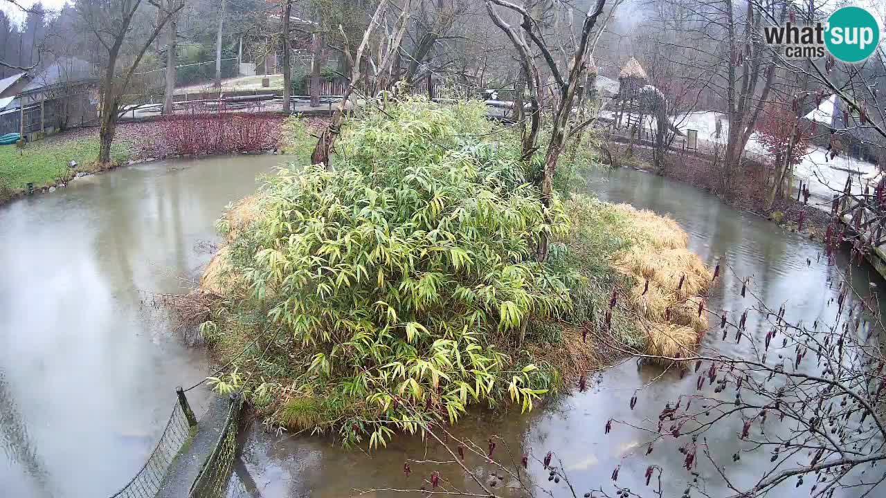 Gibon – Nomascus gabriellae – Zoo Ljubljana web kamera