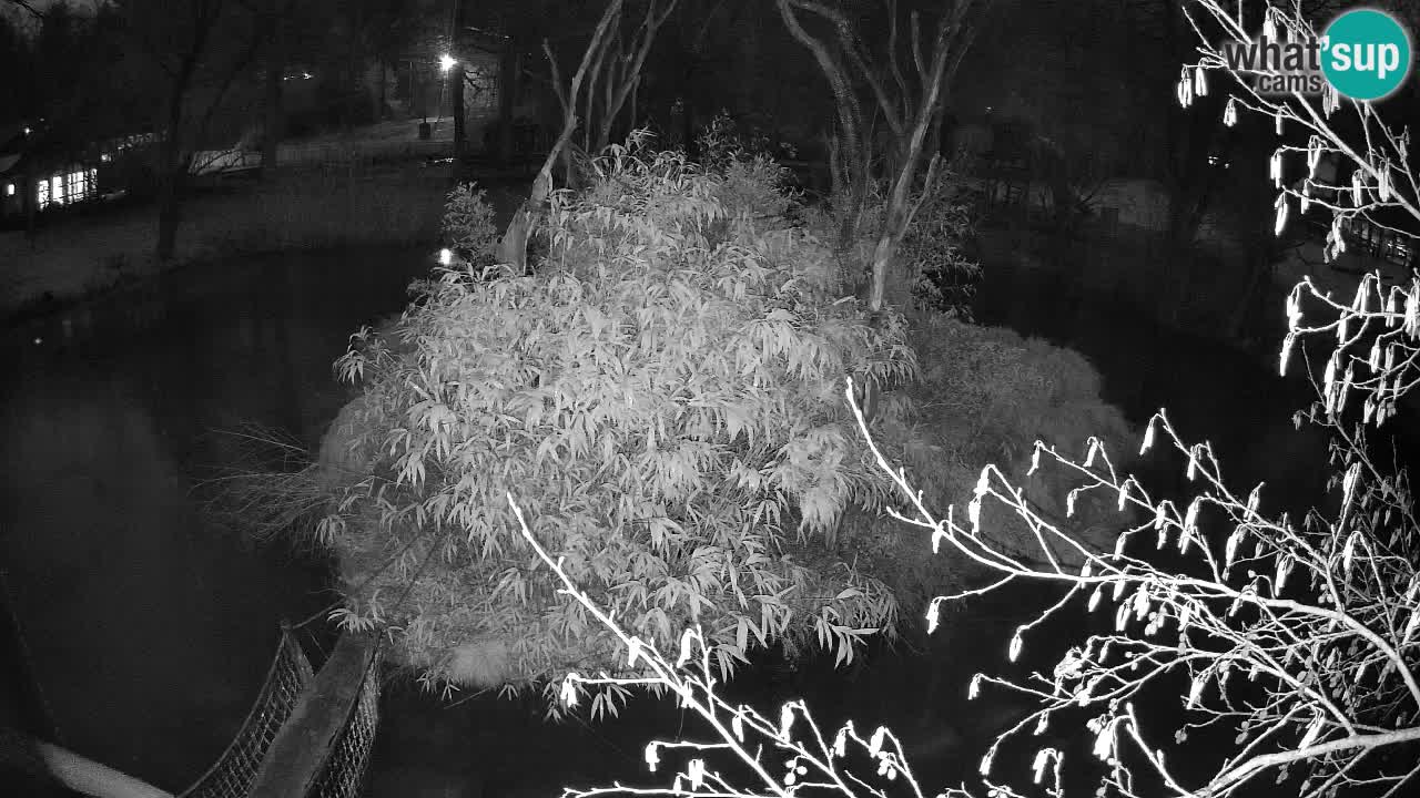 Gibbon à joues jaunes Zoo Ljubljana live cam