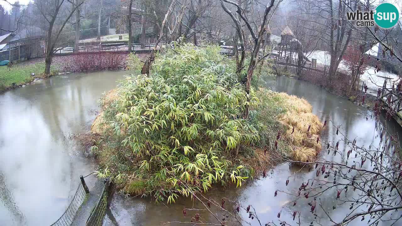 Gibbone dalle guance rosa nello ZOO di Ljubljana