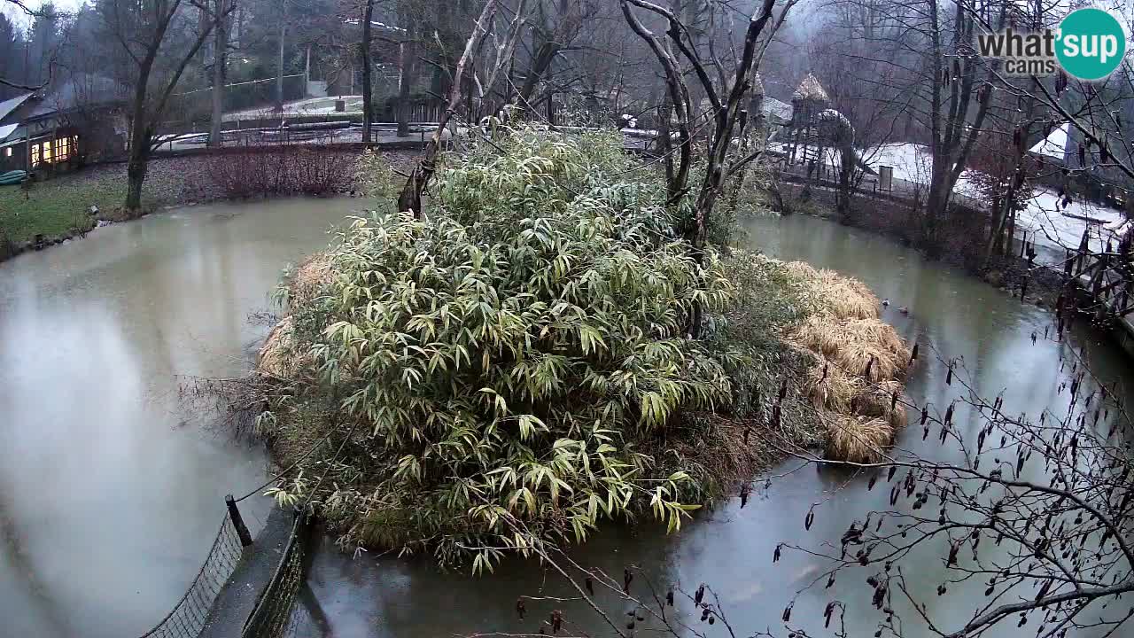 Yellow-cheeked gibbon Zoo Ljubljana livecam