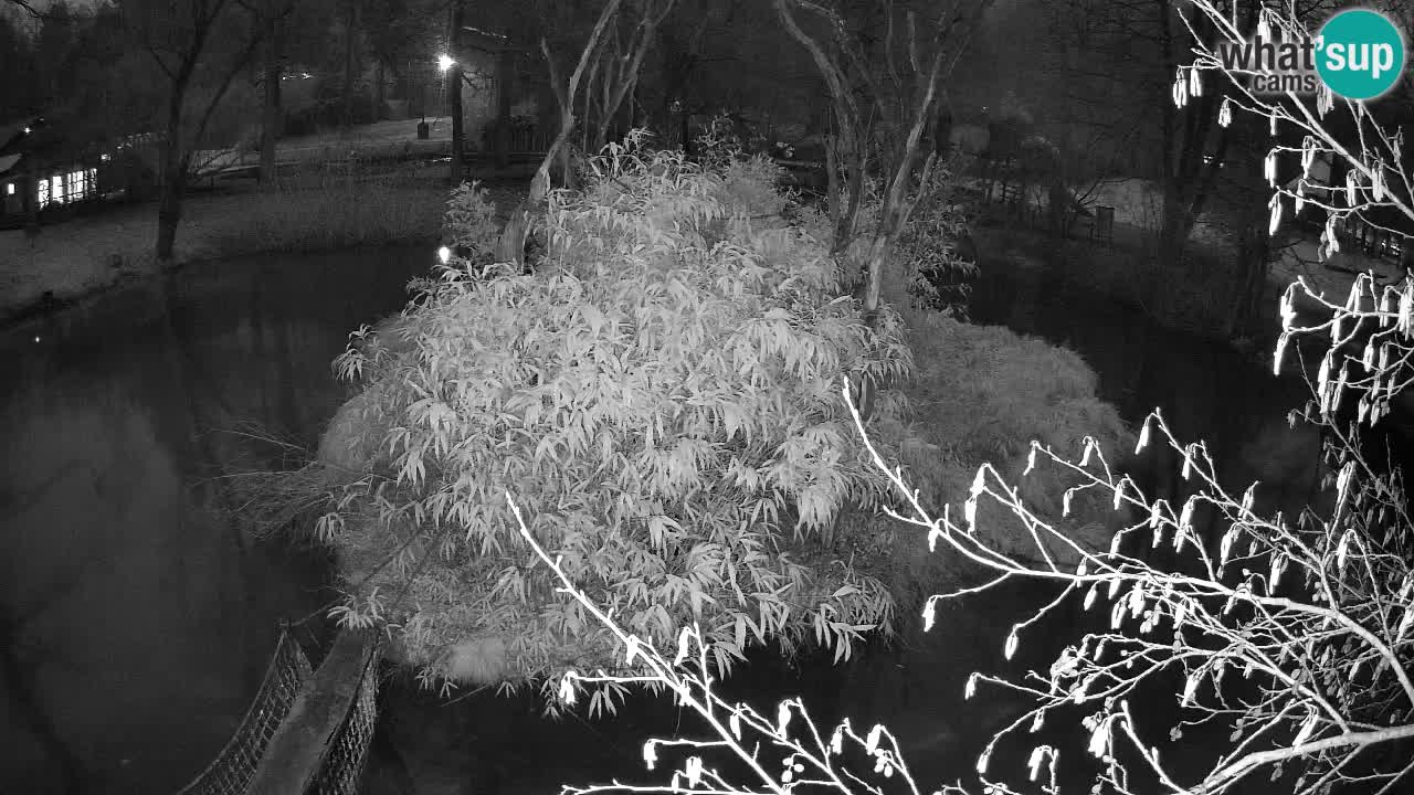 Yellow-cheeked gibbon Zoo Ljubljana livecam