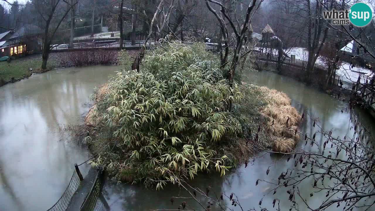 Südlicher Gelbwangen-Schopfgibbon Zoo Ljubljana webcam