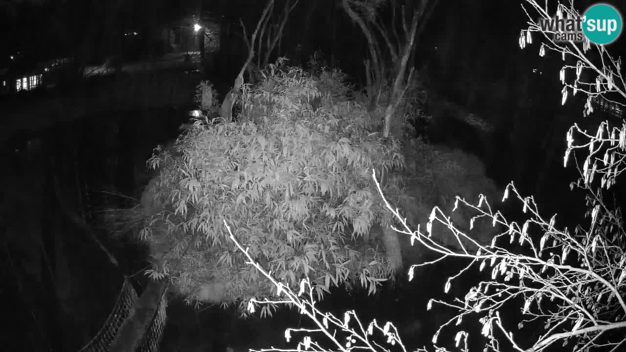 Gibon – Nomascus gabriellae – Zoo Ljubljana web kamera