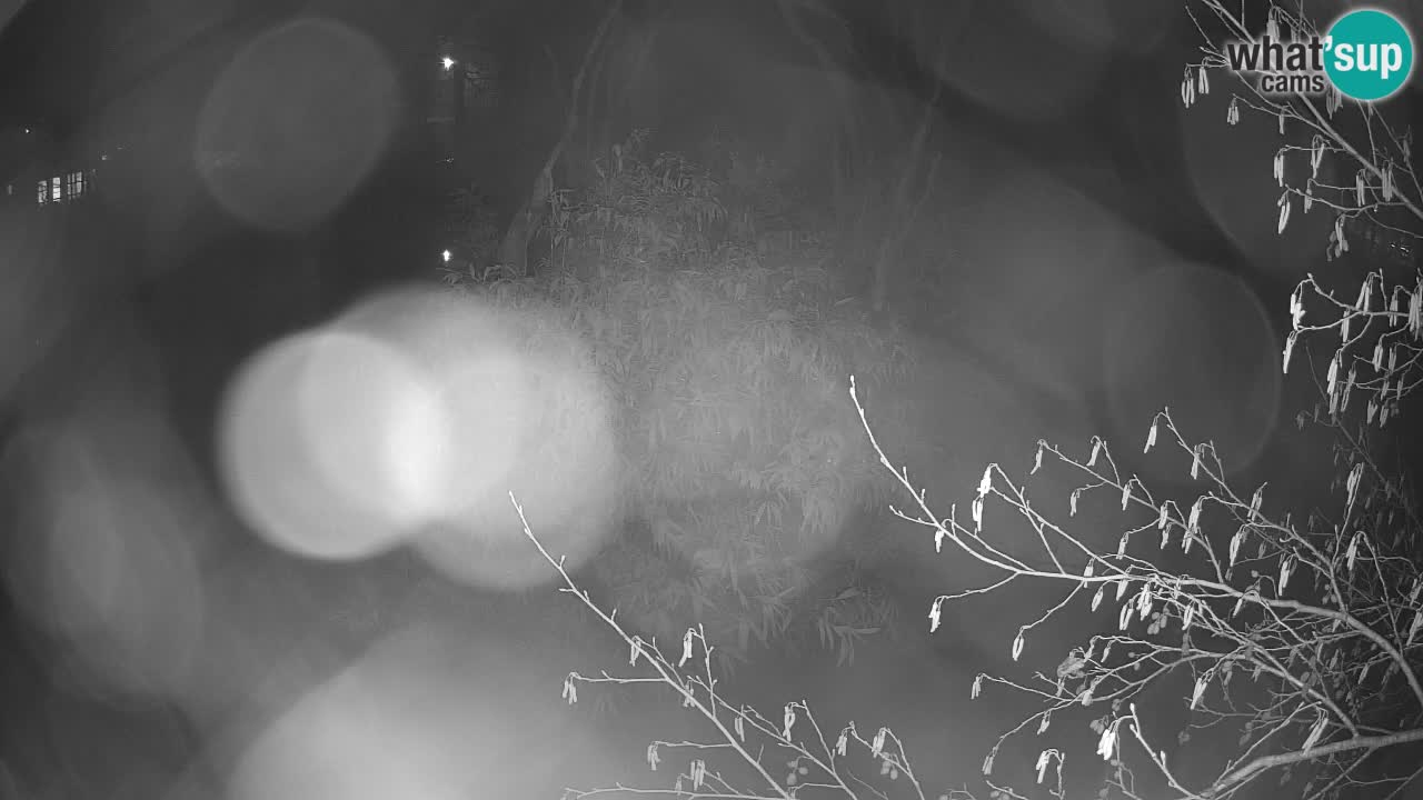 Gibbon à joues jaunes Zoo Ljubljana live cam