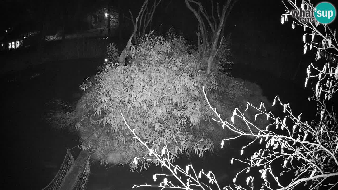 Gibón de mejillas beige Zoo Ljubljana