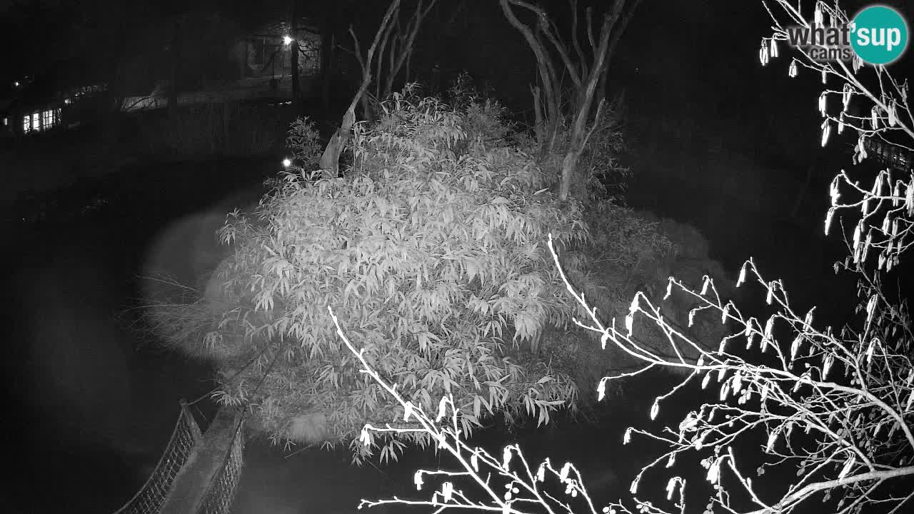 Gibbone dalle guance rosa nello ZOO di Ljubljana